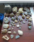 Коллекция окаменелостей